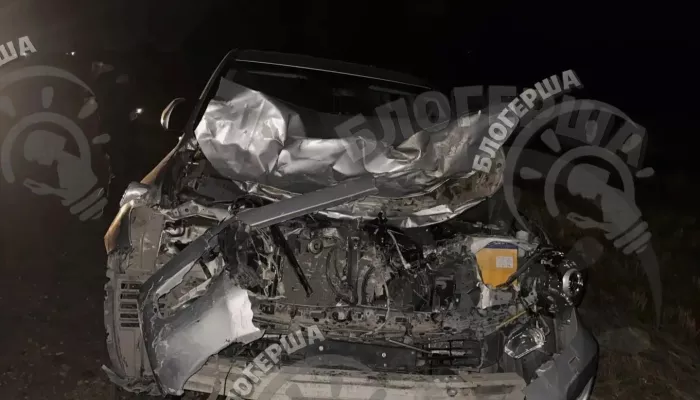 Внедорожник насмерть сбил двух лошадей на трассе в Алтайском крае
