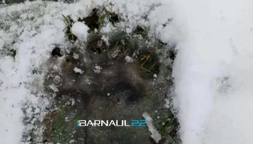 Медвежьи следы обнаружили в районе водоканала в Белокурихе: видео