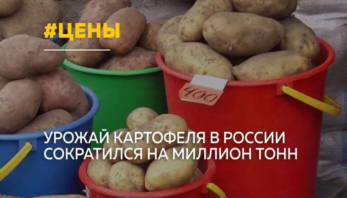 В Алтайском крае картофель может подорожать из-за неурожая