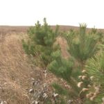 Жители Усть-Калманского района ищут средства на создание степного парка