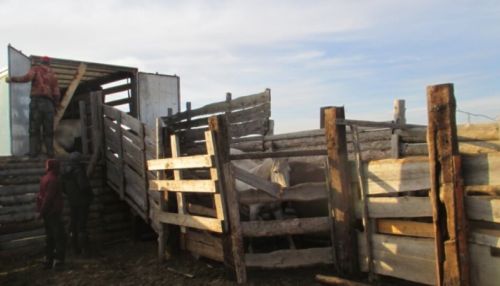 Табун лошадей пытались незаконно перевезти через Алтайский край