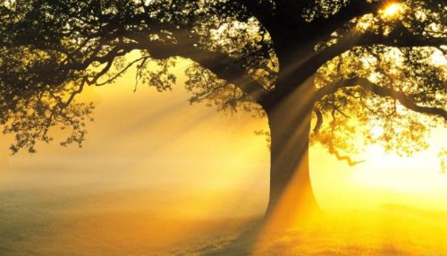 Специалисты рассказали, как компенсировать недостаток солнечного света