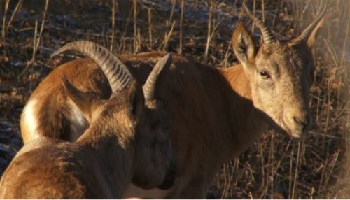 Прыгучие козлы: в барнаульском зоопарке появились дагестанские туры