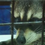 Вы его удавите! В зоомагазине Барнаула отказались продавать измученного енота