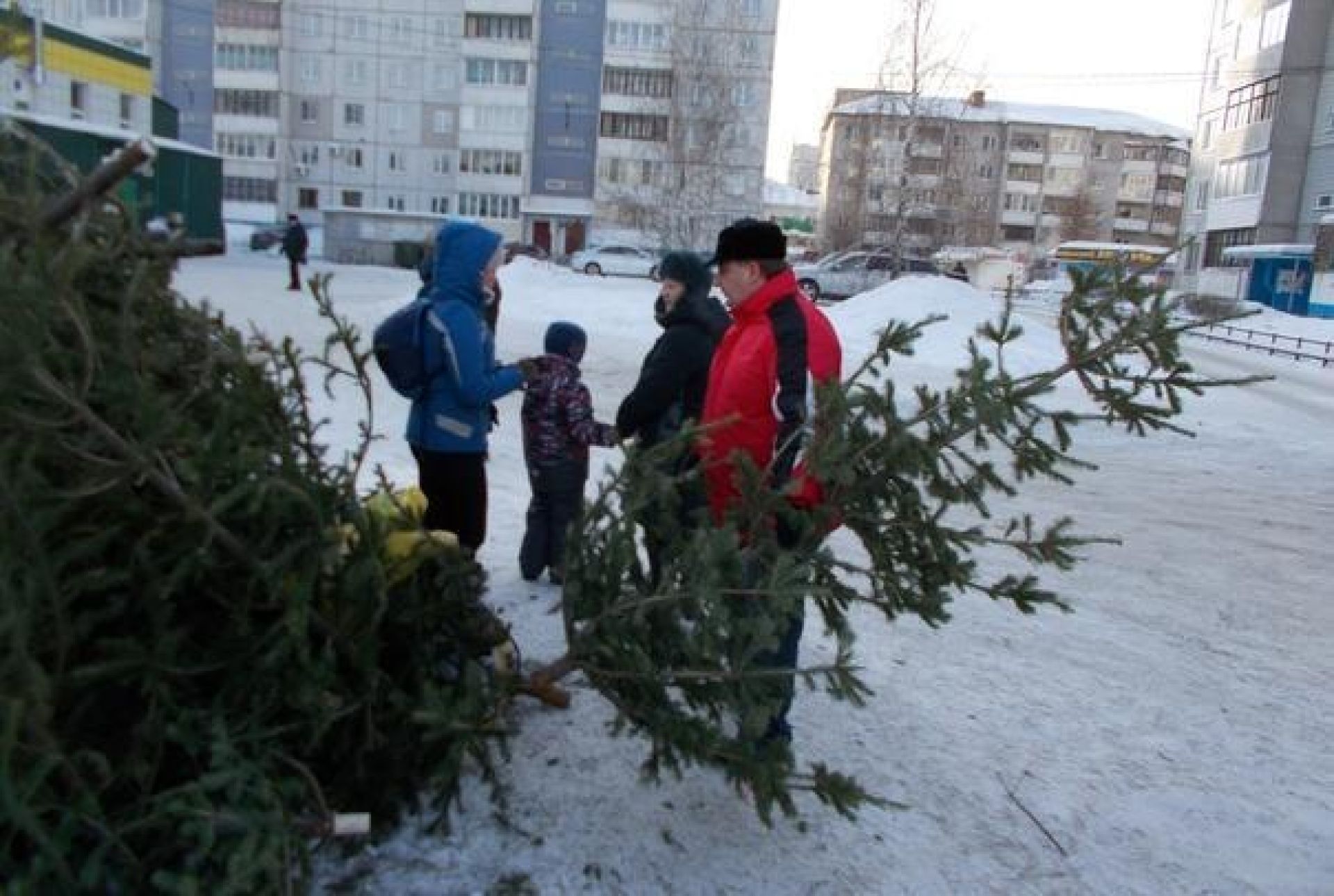 Приемов барнаул. Сбор ёлок Барнаул 2019.