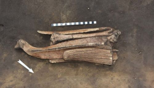 Фигурку птицы эпохи неолита обнаружили археологи в Новосибирской области