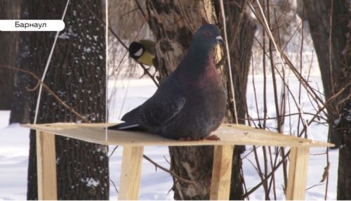 Выживут не все: до 70% птиц может погибнуть за зиму в Барнауле