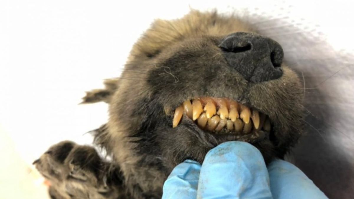 Самого древнего щенка в мире нашли в Сибири