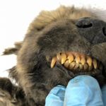 Самого древнего щенка в мире нашли в Сибири