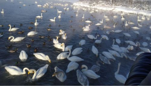 Схватка двух лебедей на алтайском озере попала в объектив фотографа