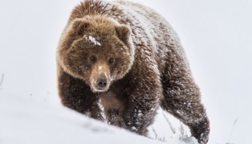 Медведь напал на пенсионера в Иркутской области