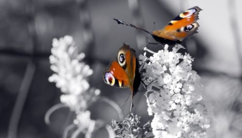 Бабочки проснулись в Алтайском крае из-за аномально теплой погоды
