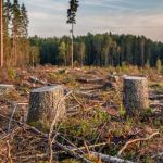 Начальника Белокурихинского лесничества арестовали за незаконную рубку леса