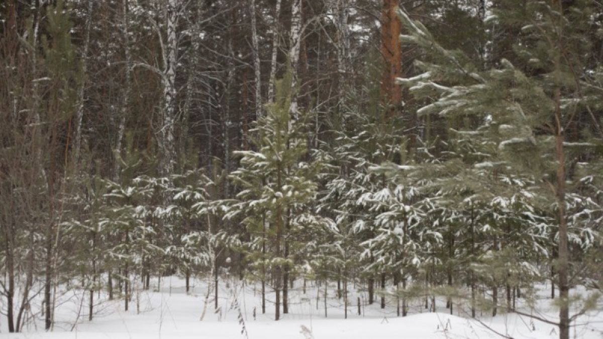 Как в Алтайском крае заготавливают новогодние елки