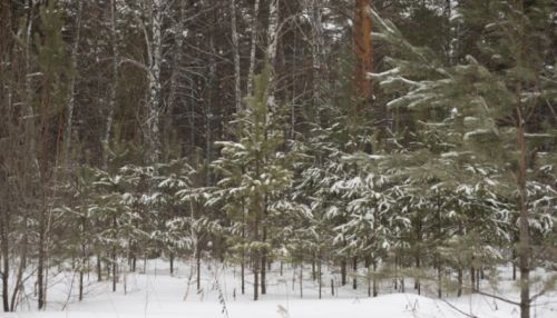 Как в Алтайском крае заготавливают новогодние елки