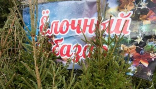 Елочные базары начали работать в Барнауле: как выбрать главный атрибут года