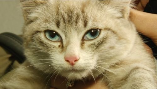 Ко мне!: чем опасны обморожения у животных и как спасли кошку Вонни