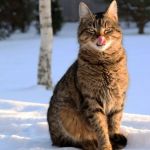 Барсик из Барнаула попал в топ-15 самых популярных котов десятилетия