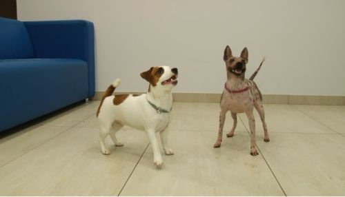 Ко мне!: что такое канистерапия и как выбрать собаку для лечения