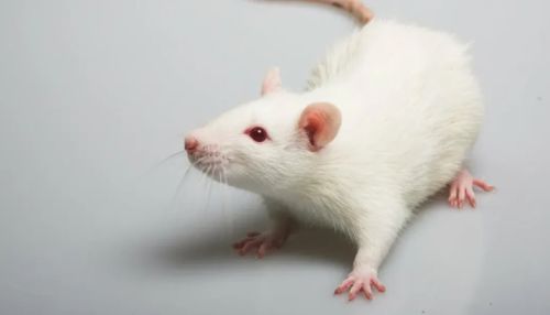 Новосибирские ученые вывели новую породу крыс