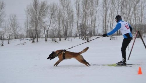 Чемпионат СФО по буксировке лыжника собакой стартует в Барнауле