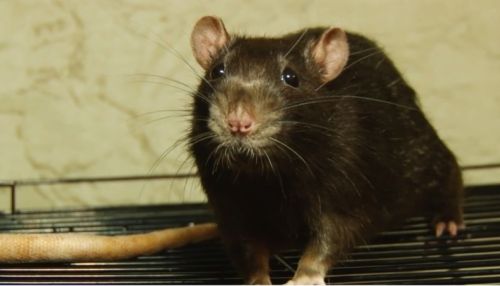 Ко мне!: стоит ли держать дома крыс и как правильно за ними ухаживать
