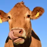 В алтайском районе у фермера ночью выкрали 21 корову