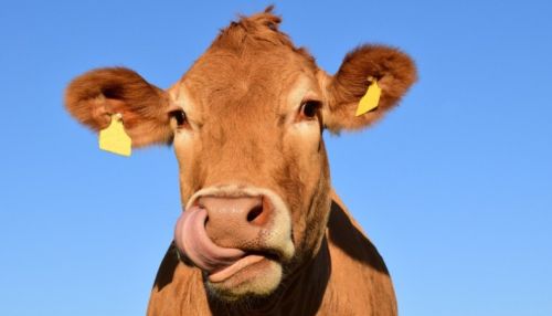 Власти – противникам продажи Модеста: только у 10% коров на Алтае есть лейкоз
