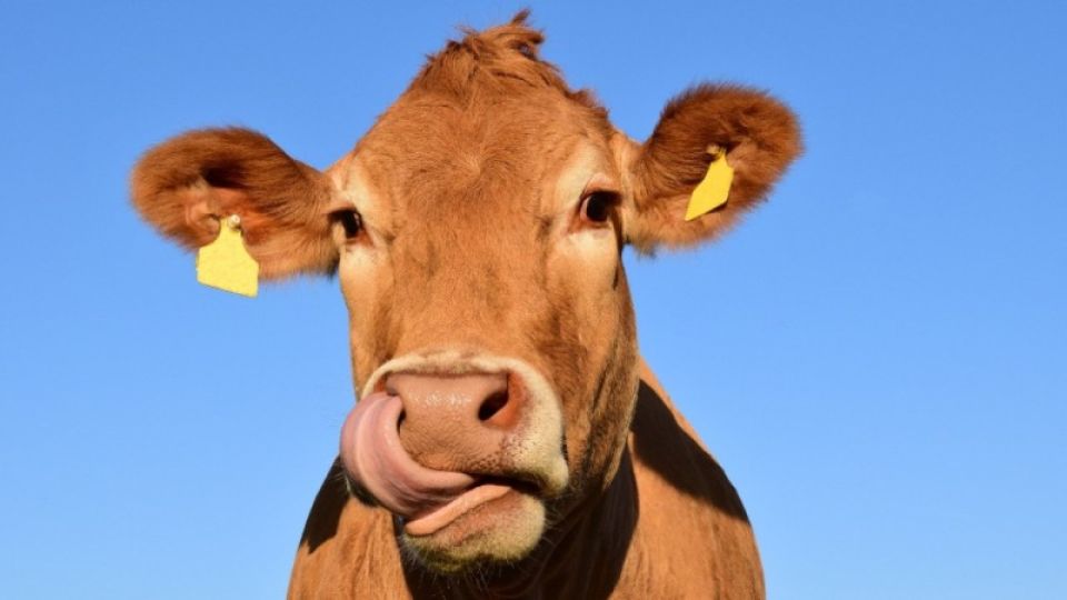 Власти – противникам продажи "Модеста": только у 10% коров на Алтае есть лейкоз