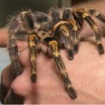 Большие и ядовитые: в Барнауле замечены 40 видов экзотических пауков