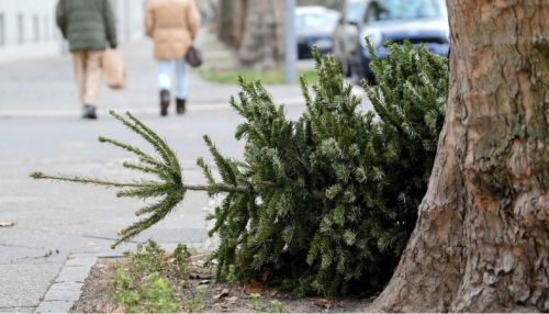Где в Барнауле можно сдать новогоднюю елку на утилизацию