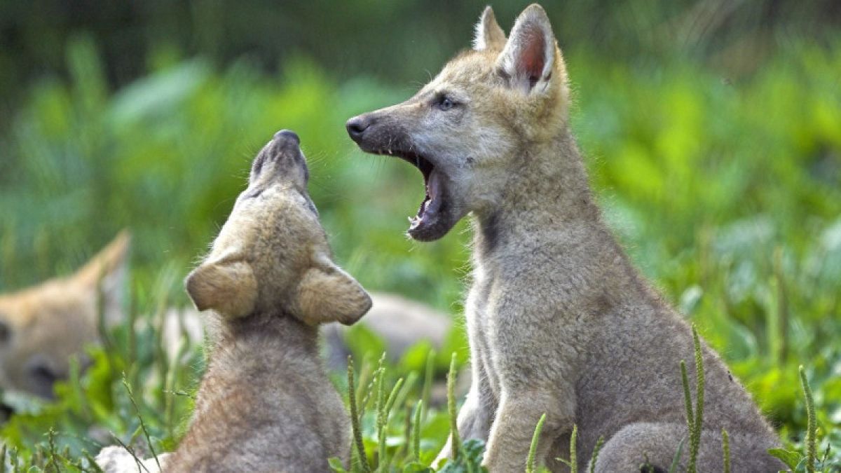 Зоологи выяснили, что волчата умеют спонтанно выполнять команды 