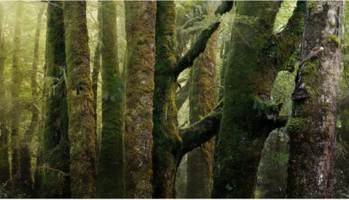 На Земле обнаружены останки древнейших лесов