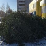 Барнаульцы сдали более 350 елок: куда отправят бывшие новогодние деревья