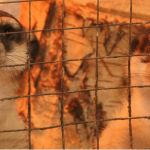 Закрывают контактные зоопарки: что предпримут владельцы и что будет с животными