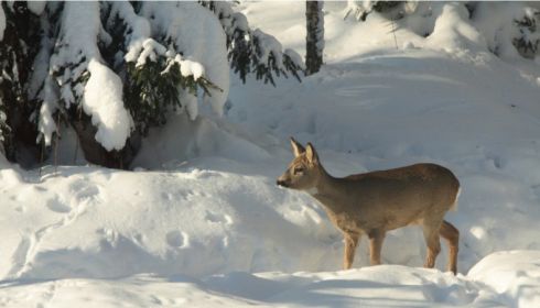 Забивают косуль битами: как дикие животные выживают в условиях снежной зимы