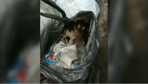 В Бийске спасли щенка, которого выбросили в мусорный бак
