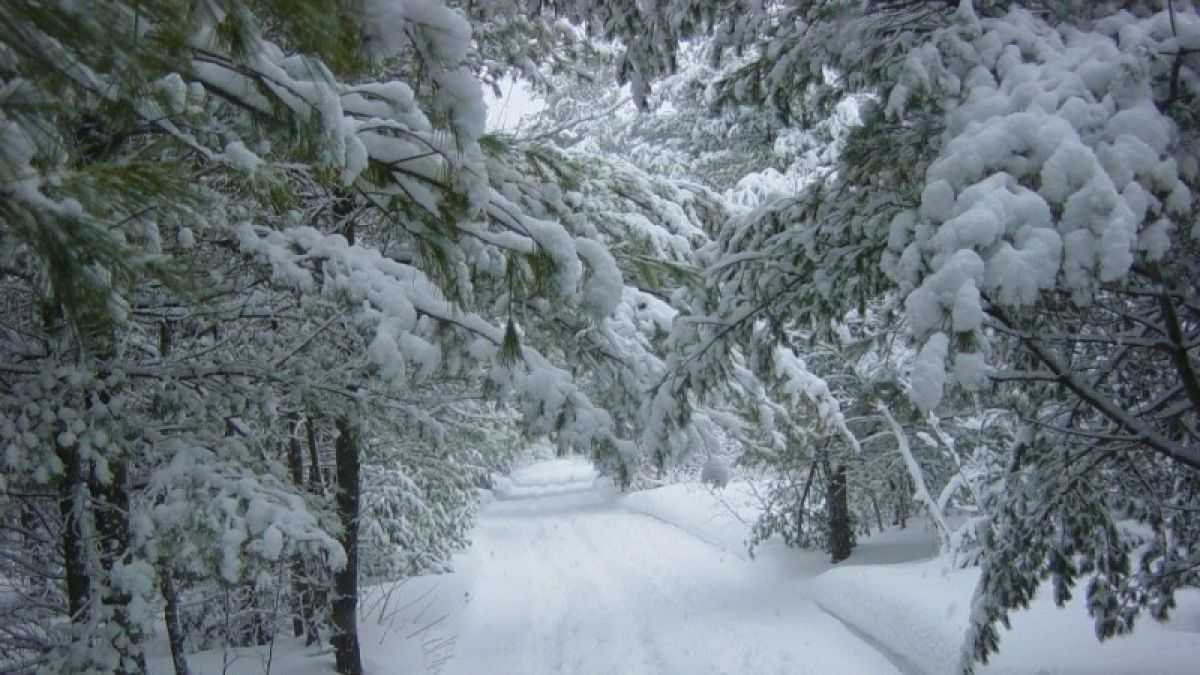 Плюсовая температура и снежные залпы ждут Алтай 23 января