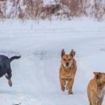 Не допустите беды: стая бродячих собак кошмарит жителей Камня-на-Оби