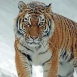 Гуляющего тигра засняли в лесу Алтайского края