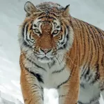 Амурский тигр набросился на россиянина и оставил его без руки