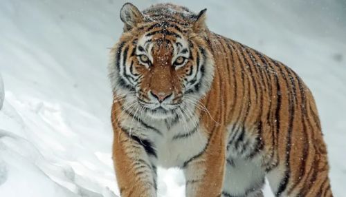 Гуляющего тигра засняли в лесу Алтайского края