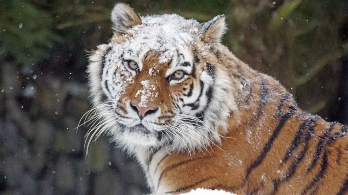 Тигр. Животное. Снег