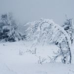 Плюсовая температура и метели: Алтайский край в преддверии морозов