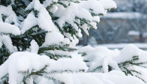 Ледяной ветер и снег: на Алтае похолодает уже 29 января