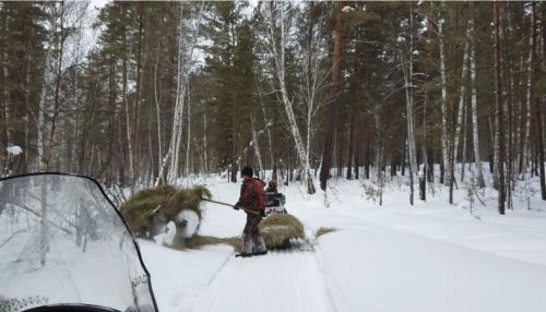 Алтайские егери и журналисты спасают лесных зверей от голода