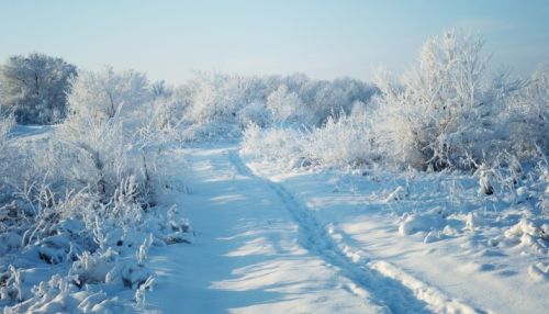 Последний день января будет по-настоящему зимним в Алтайском крае