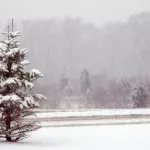 Ветер, снег, метели и до +7 градусов ожидается в Алтайском крае 22 ноября