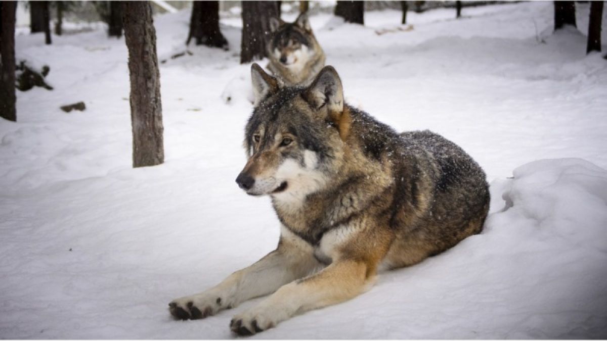 Минприроды Алтайского края призывает не верить в страшилки про волков