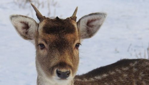 Снег, браконьеры и собаки: как на Алтае спасают косуль